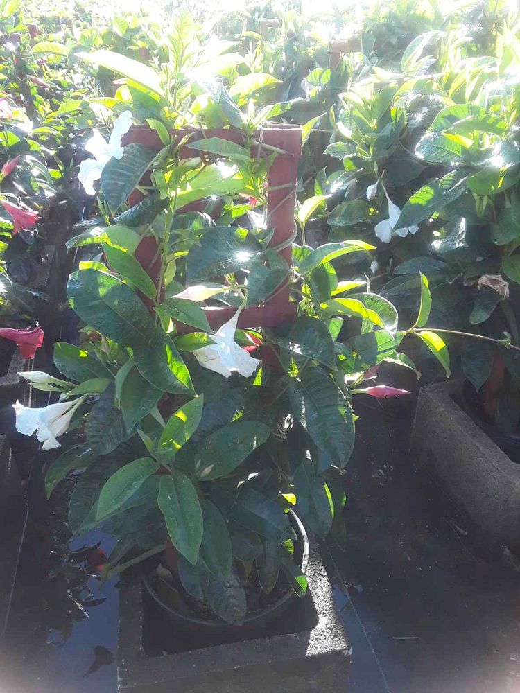 mandevilla-bride-s-cascade