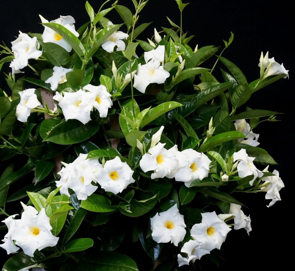 mandevilla-bride-s-cascade