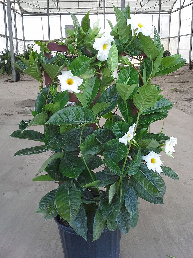 mandevilla-bride-s-cascade