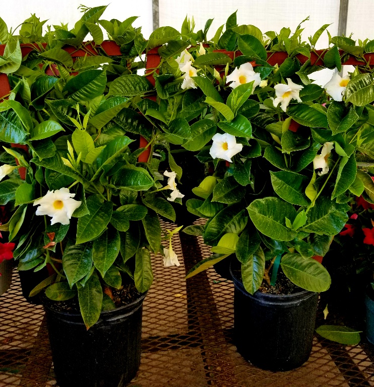 mandevilla-bride-s-cascade