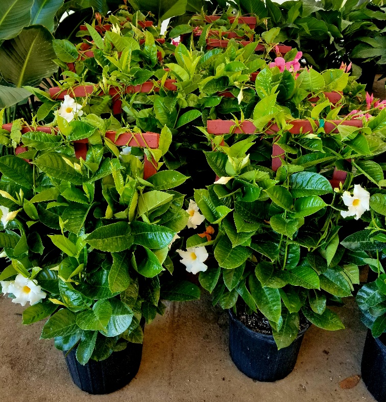 mandevilla-bride-s-cascade
