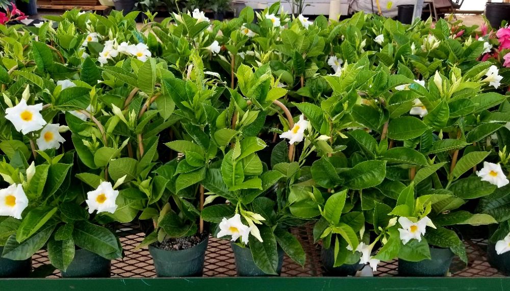 mandevilla-bride-s-cascade