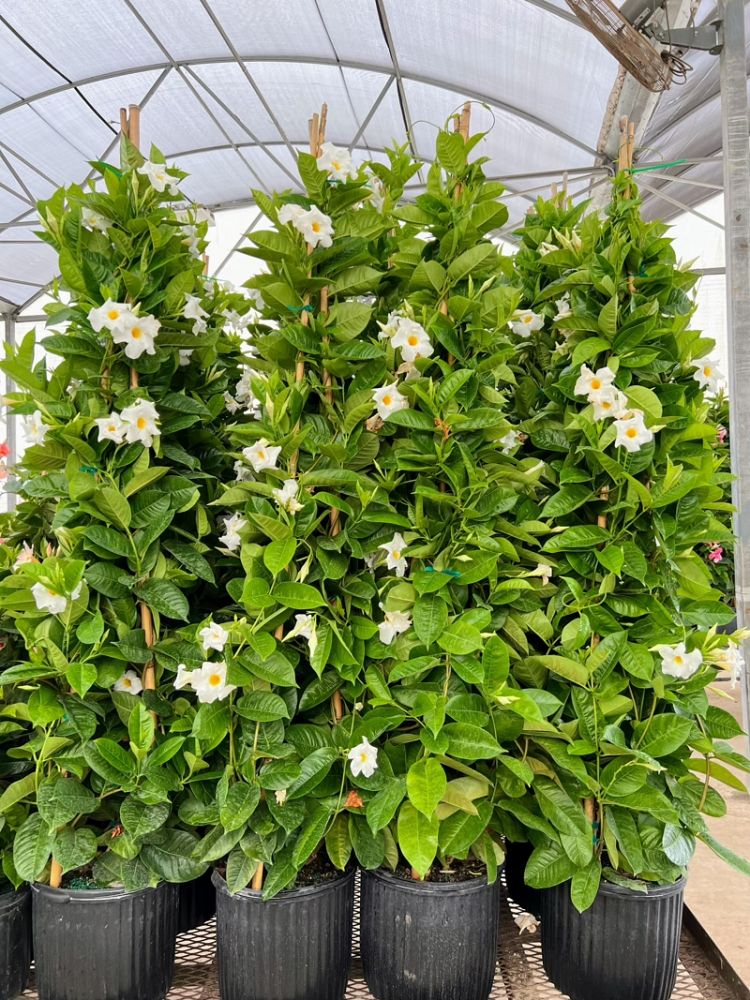 mandevilla-bride-s-cascade