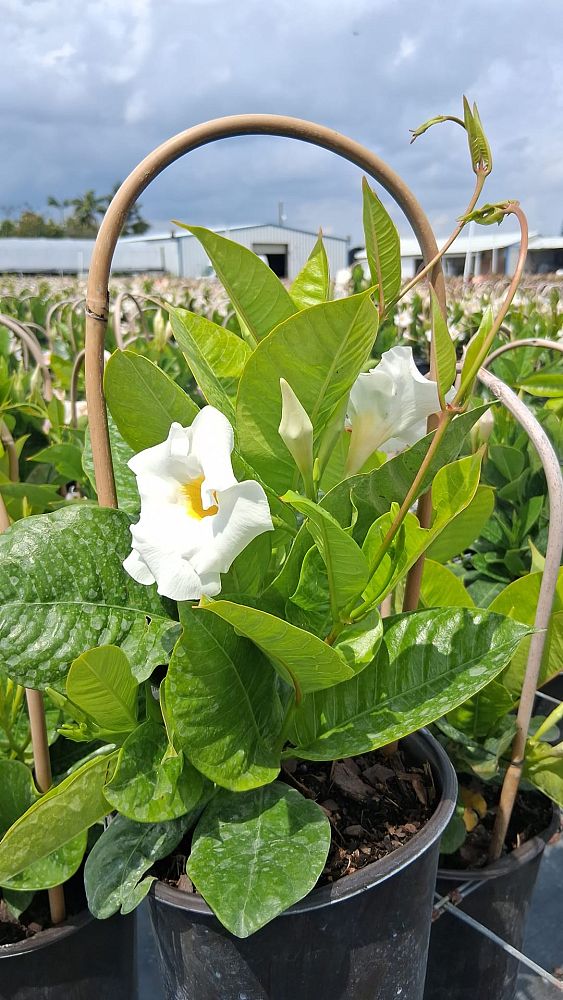 mandevilla-bride-s-cascade