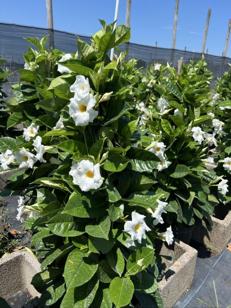 mandevilla-bride-s-cascade