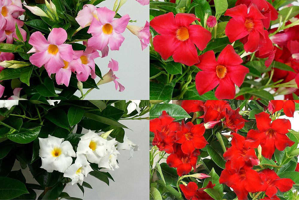 mandevilla-dipladenia