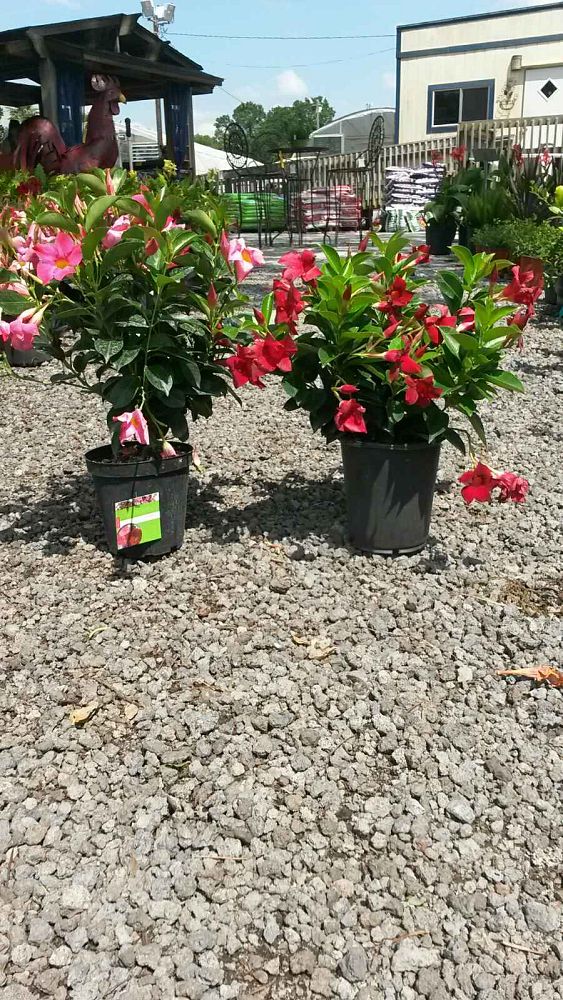 mandevilla-dipladenia