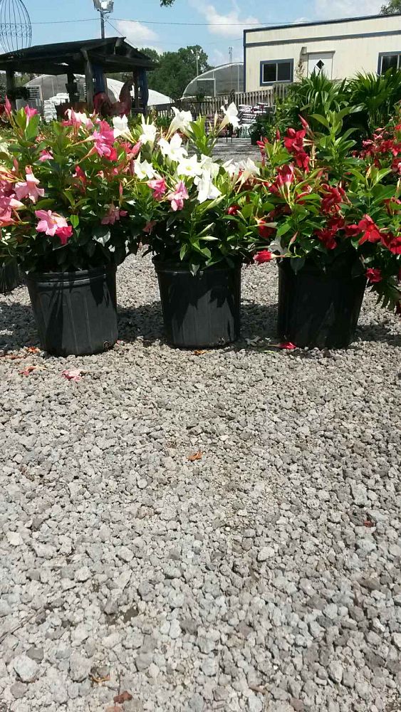 mandevilla-dipladenia