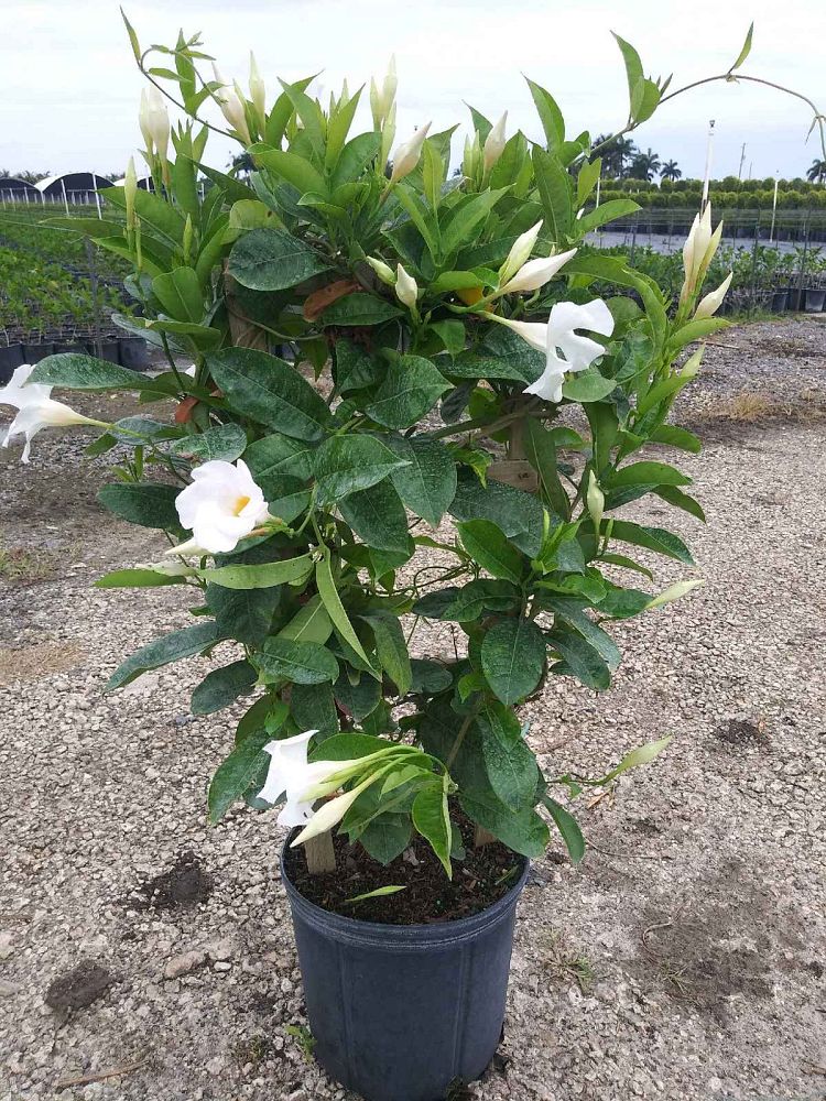 mandevilla-dipladenia