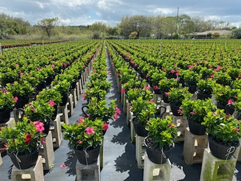mandevilla-dipladenia