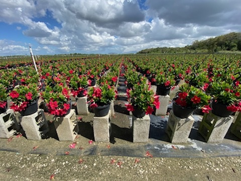 mandevilla-dipladenia