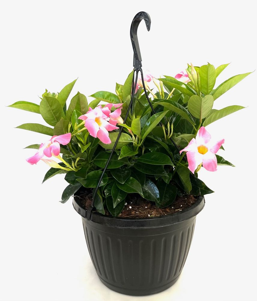 mandevilla-dipladenia