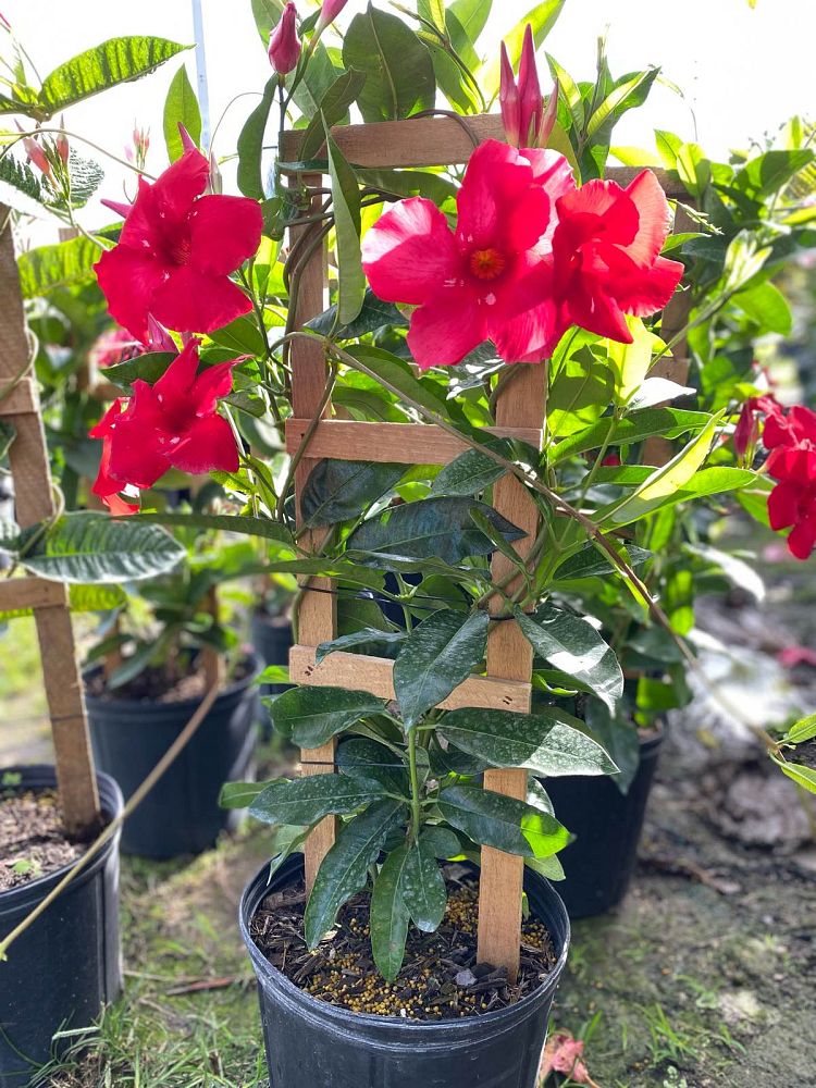 mandevilla-dipladenia