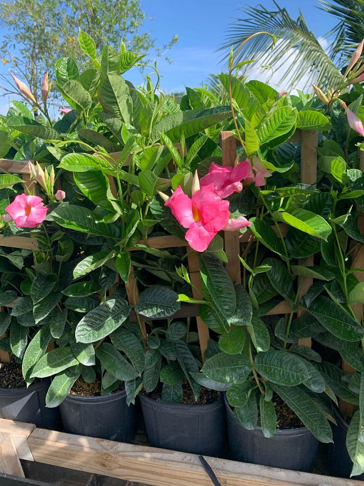 mandevilla-dipladenia
