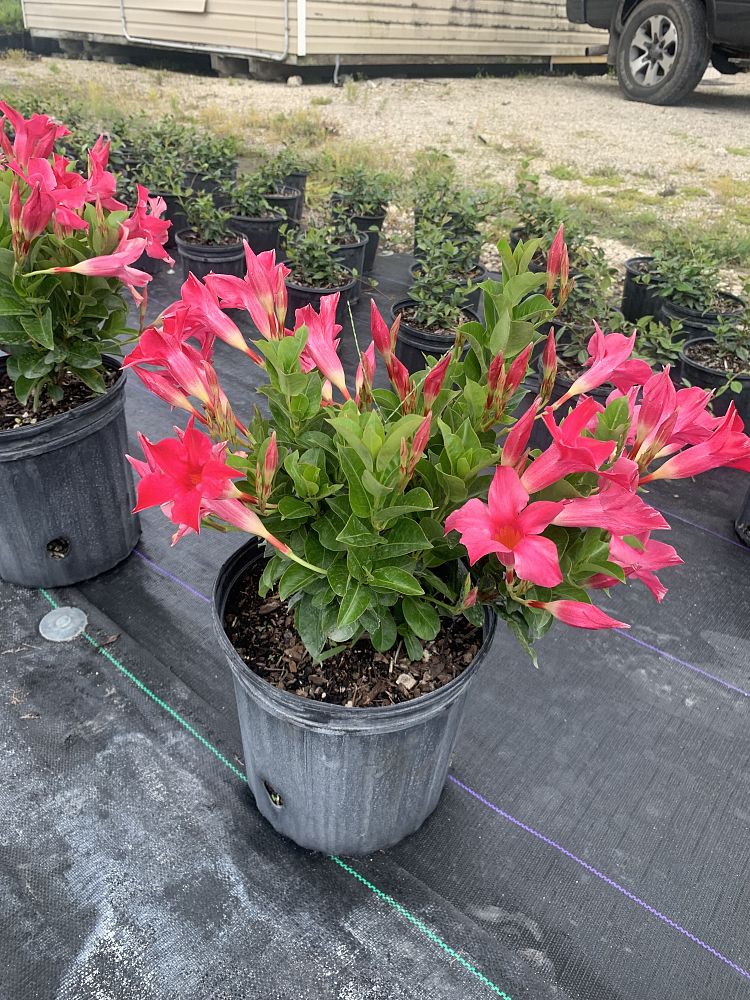 mandevilla-dipladenia