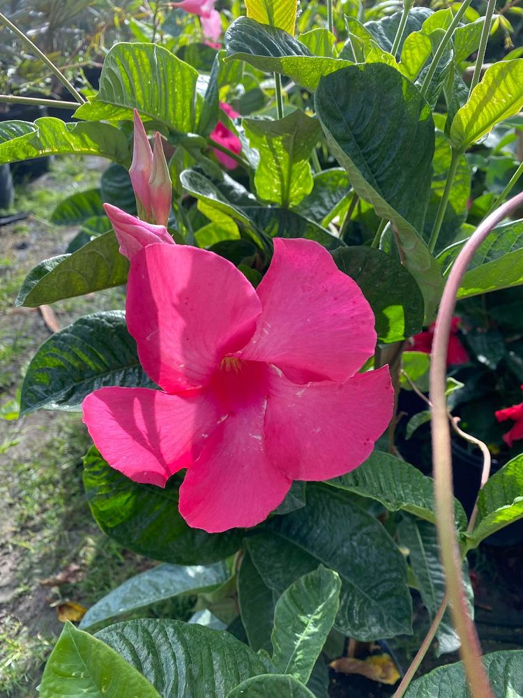 mandevilla-dipladenia