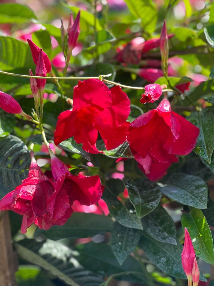 mandevilla-dipladenia