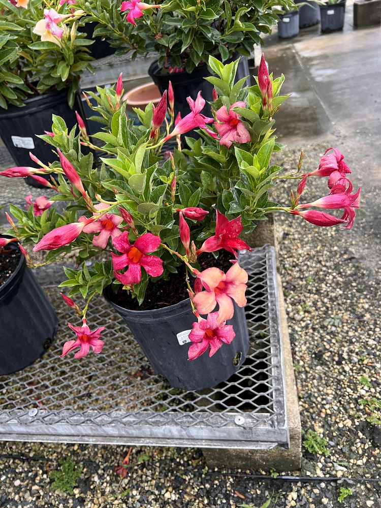 mandevilla-dipladenia