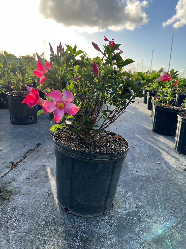 mandevilla-dipladenia