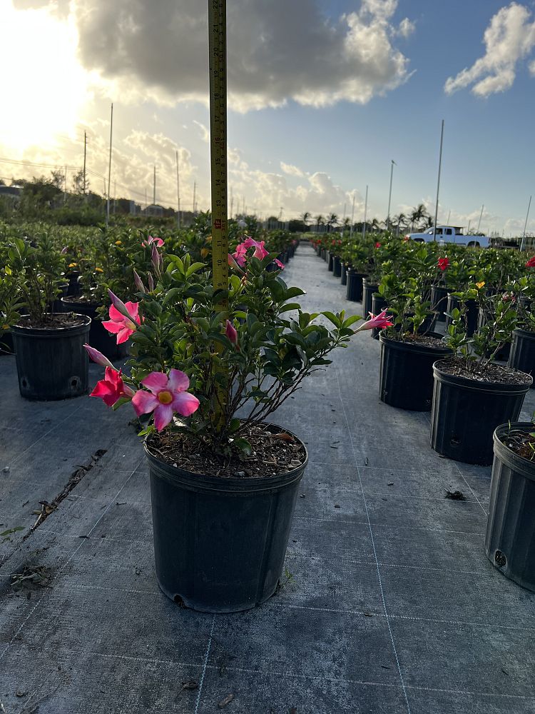 mandevilla-dipladenia