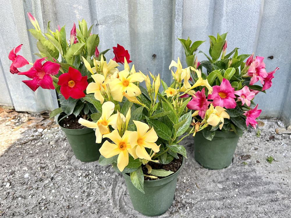 mandevilla-dipladenia