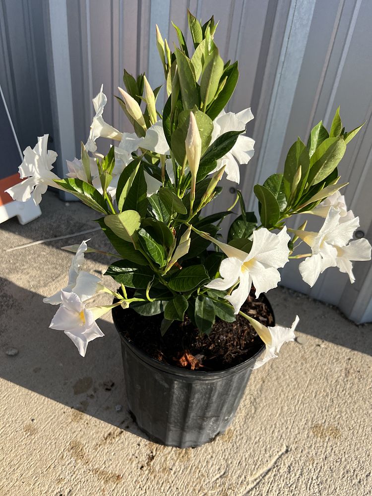 mandevilla-dipladenia