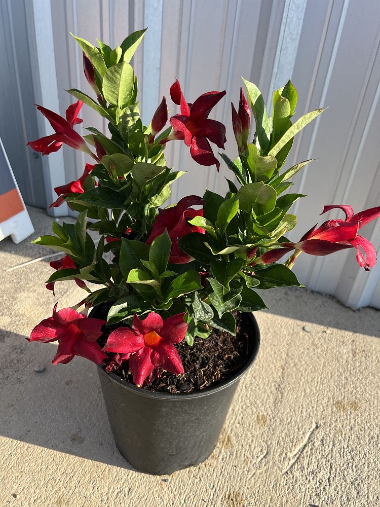 mandevilla-dipladenia