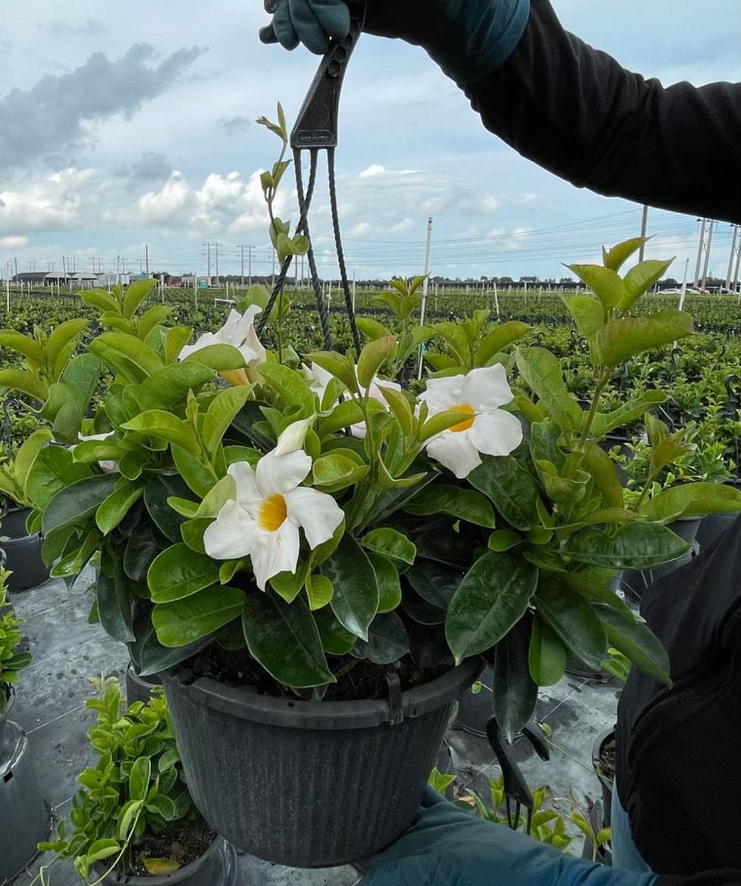mandevilla-dipladenia