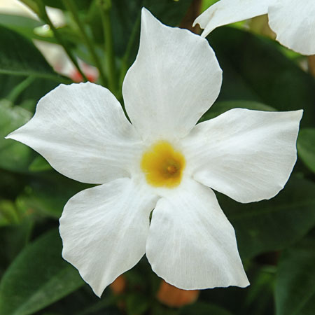 mandevilla-dipladenia