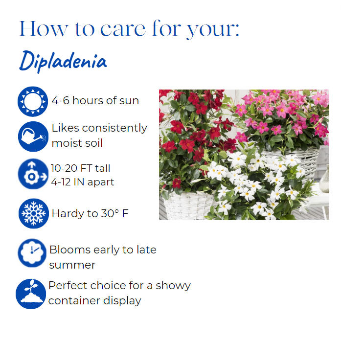 mandevilla-dipladenia