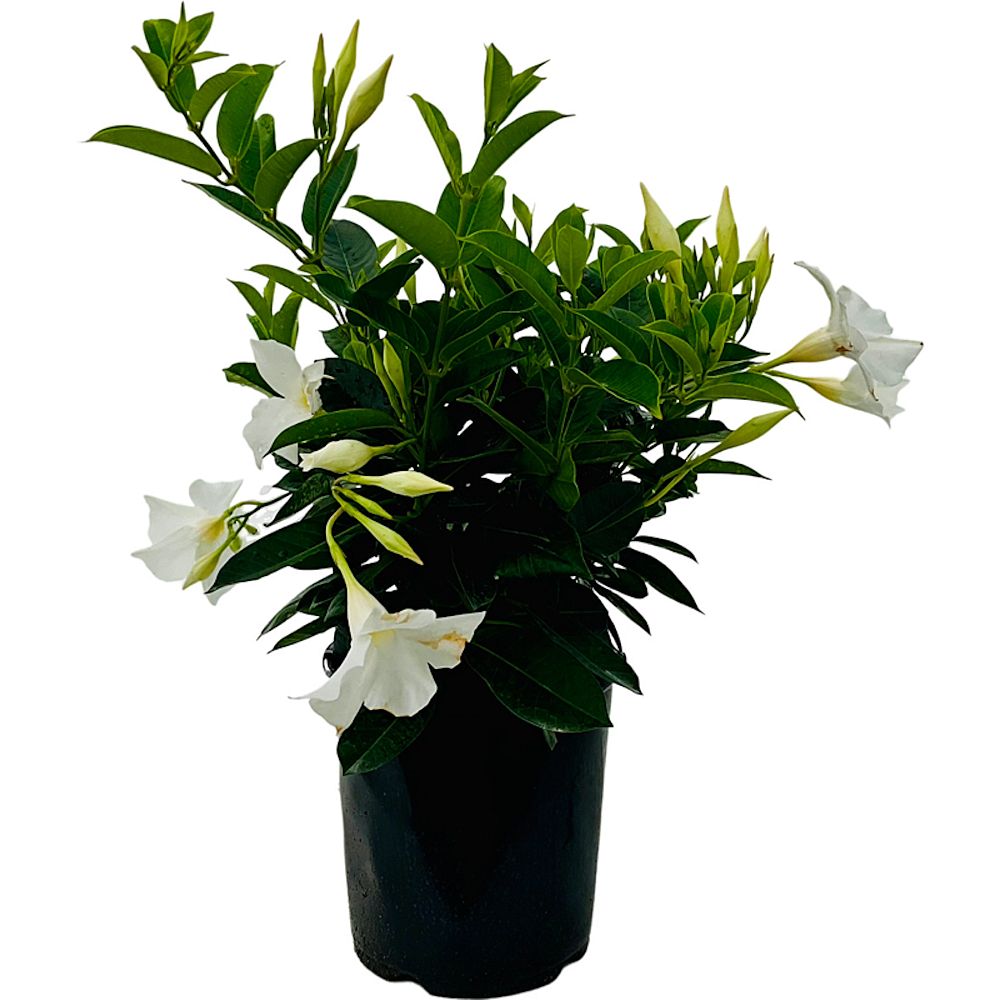mandevilla-dipladenia