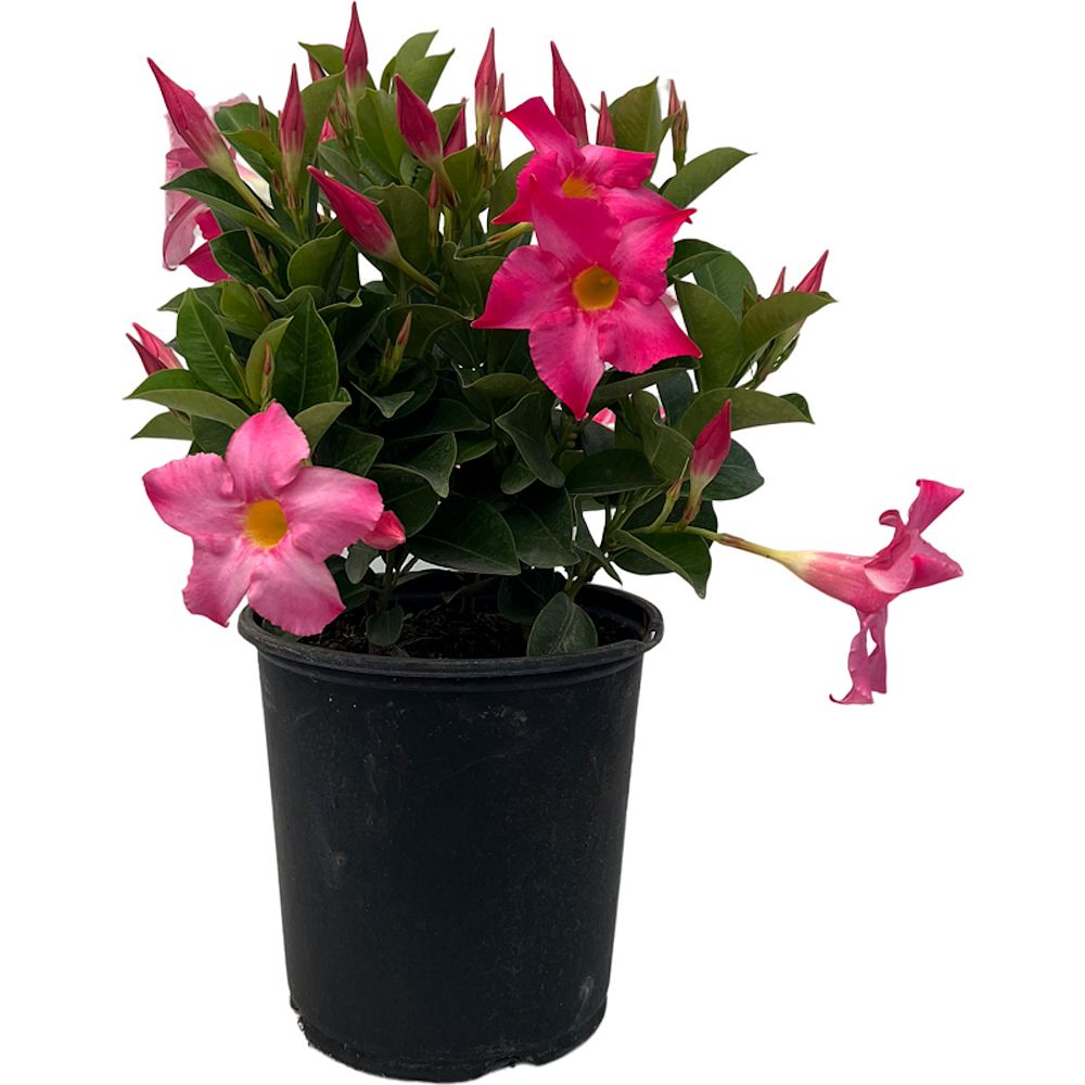 mandevilla-dipladenia