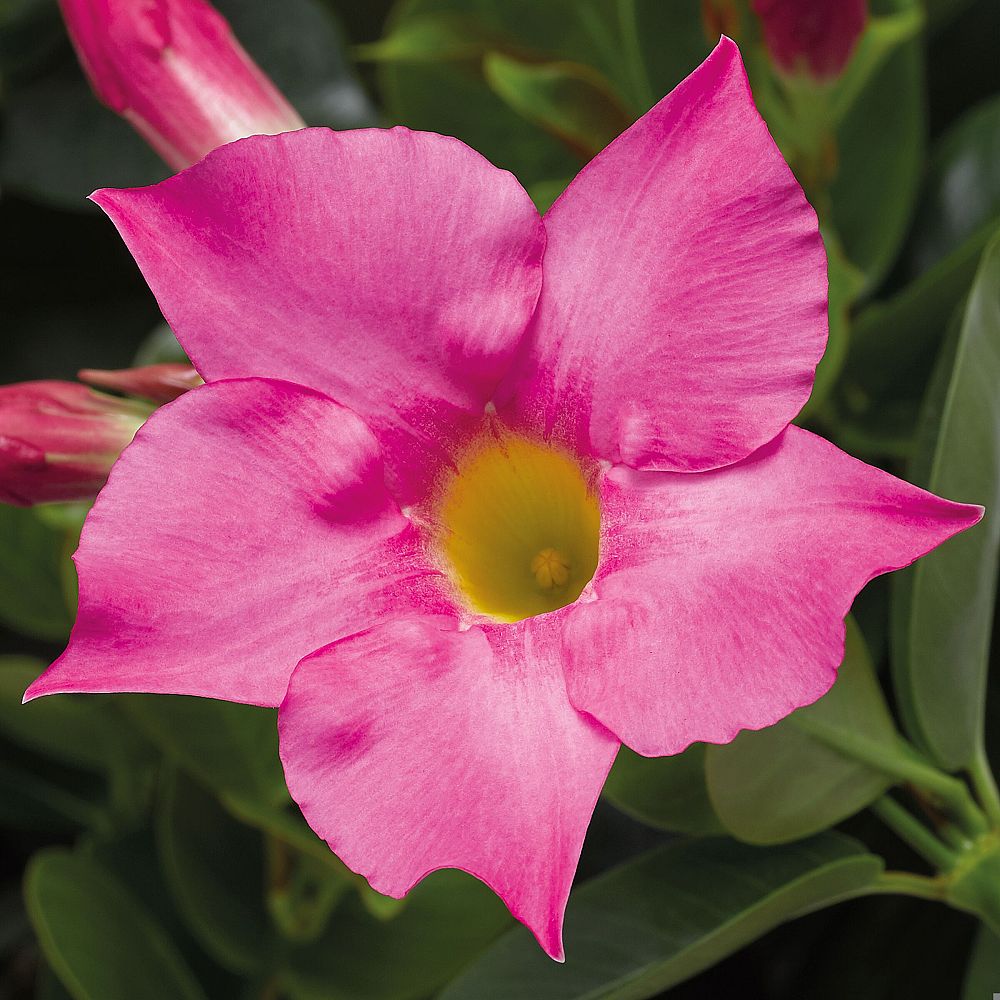 mandevilla-dipladenia
