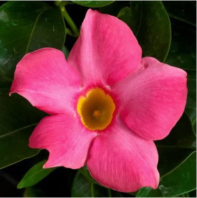 mandevilla-dipladenia