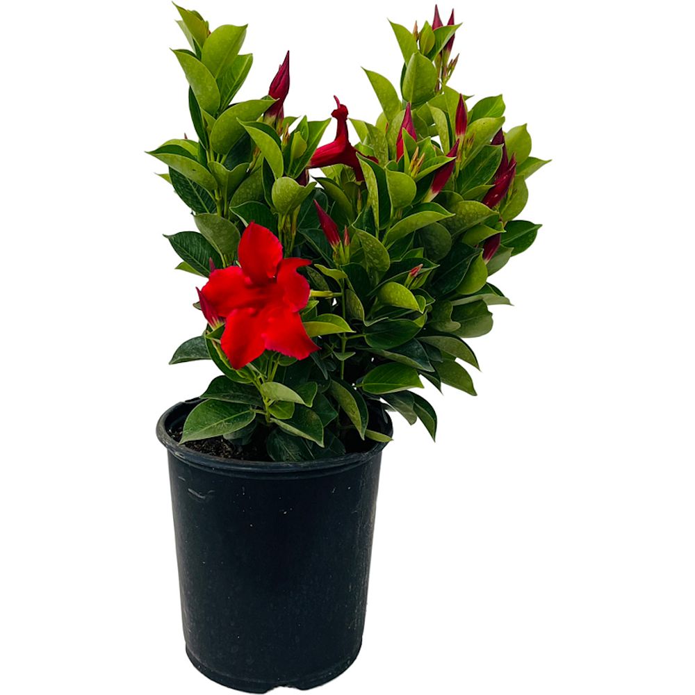 mandevilla-dipladenia