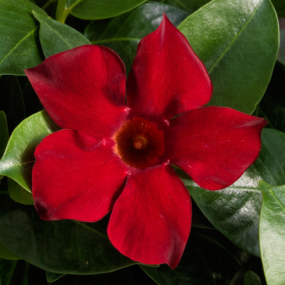 mandevilla-dipladenia