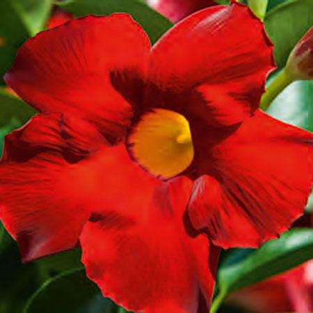 mandevilla-dipladenia