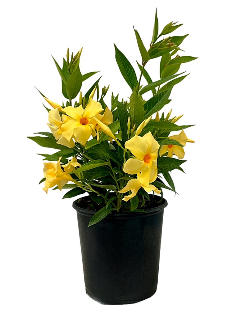 mandevilla-dipladenia