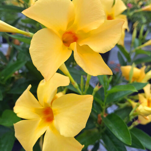 mandevilla-dipladenia