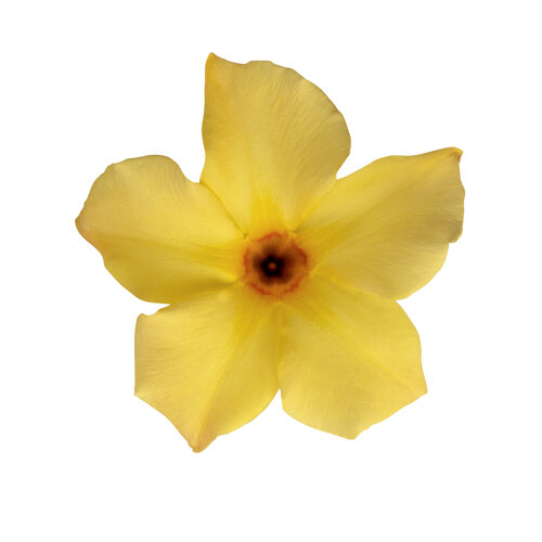 mandevilla-dipladenia