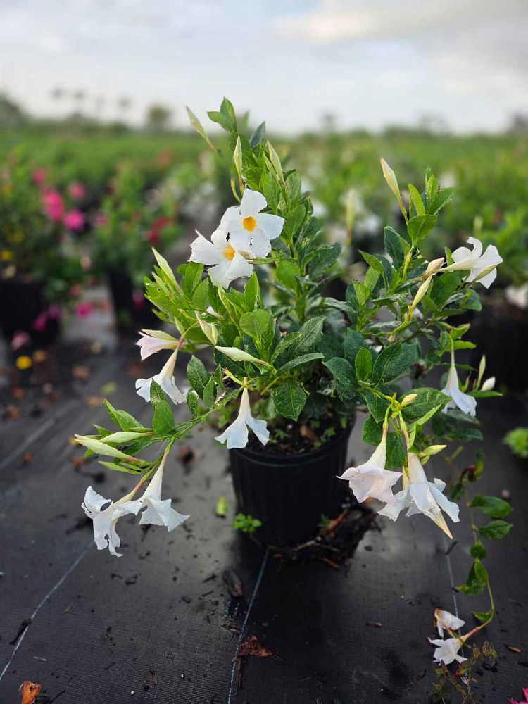 mandevilla-dipladenia
