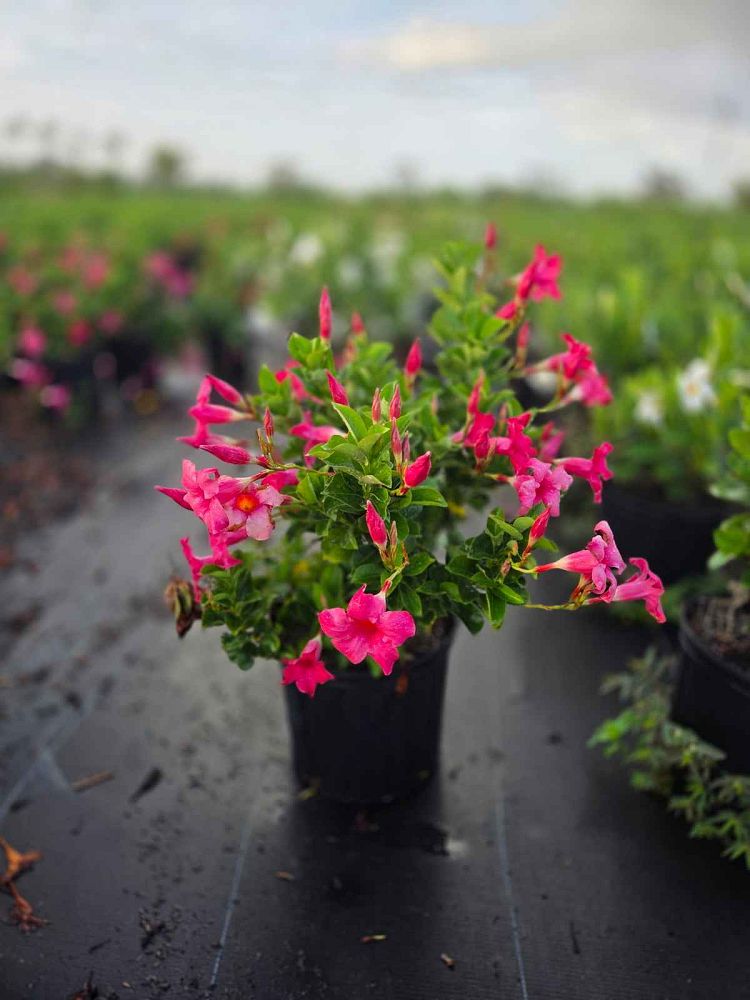 mandevilla-dipladenia