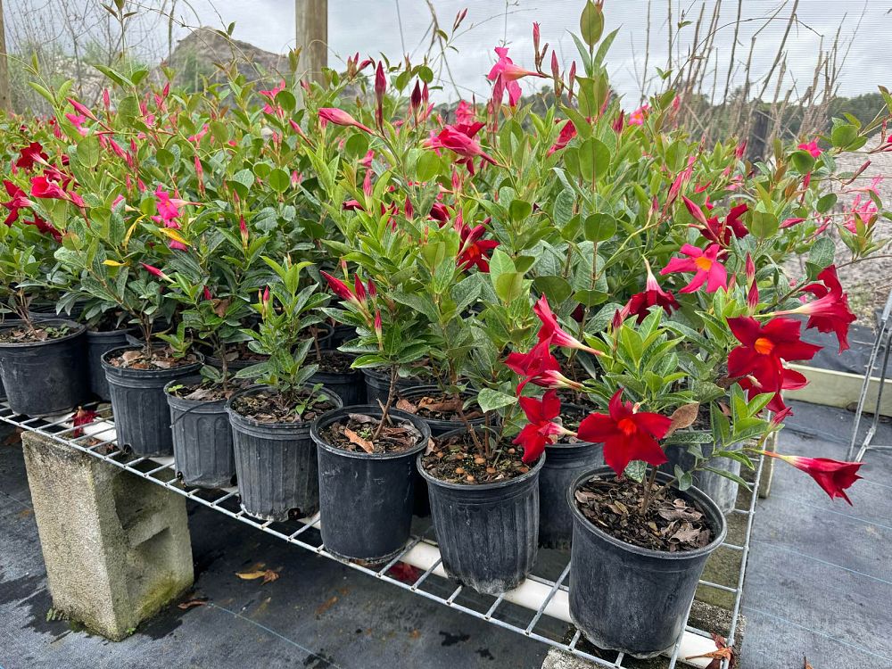 mandevilla-dipladenia