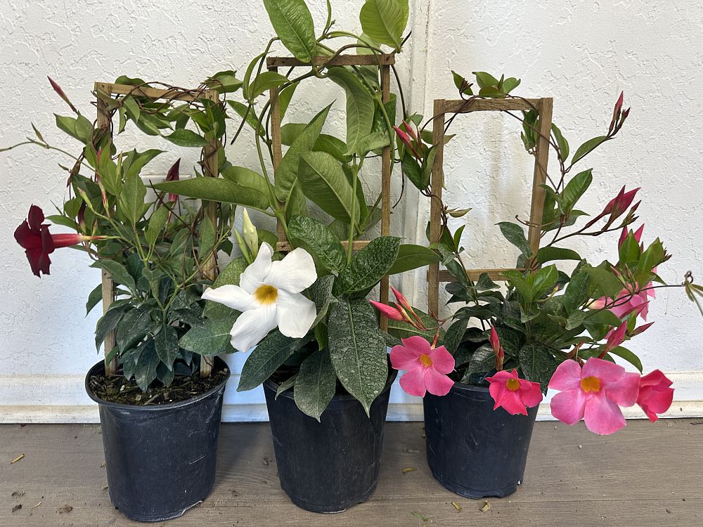 mandevilla-dipladenia