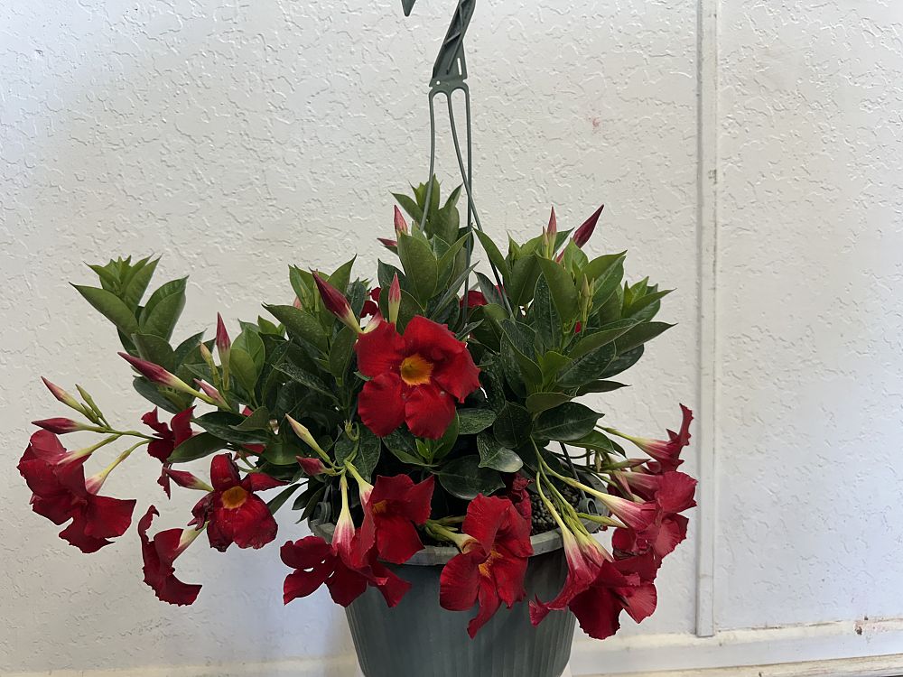 mandevilla-dipladenia