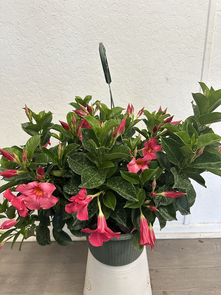 mandevilla-dipladenia