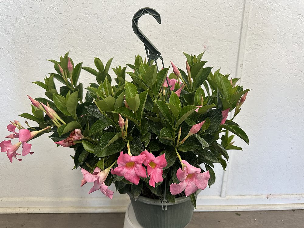 mandevilla-dipladenia