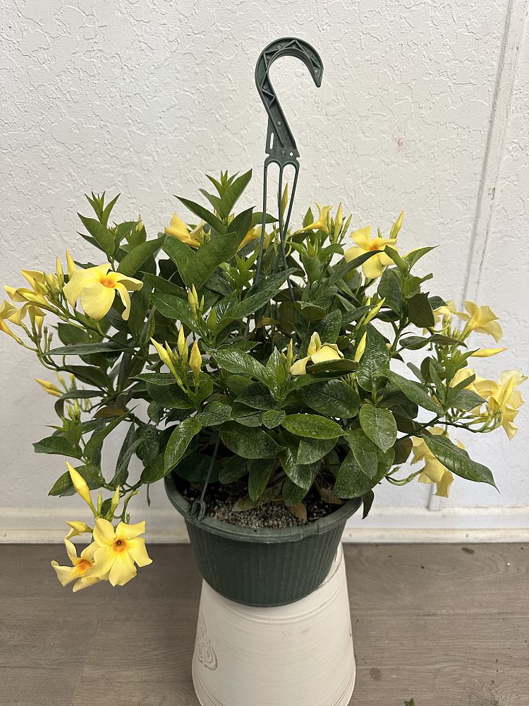 mandevilla-dipladenia