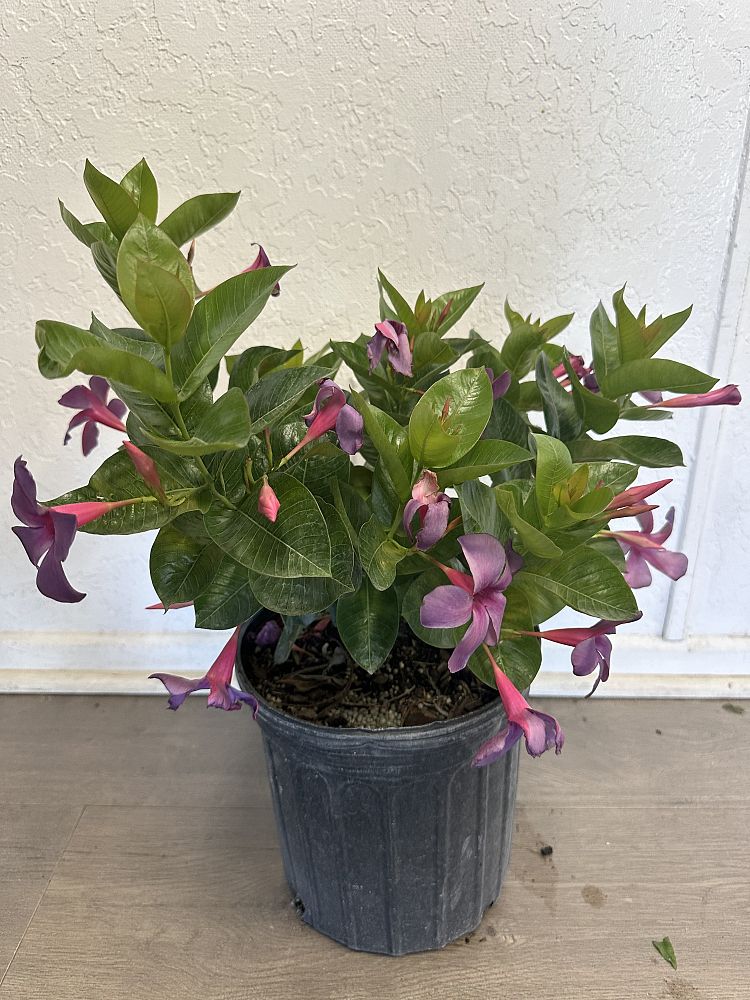 mandevilla-dipladenia