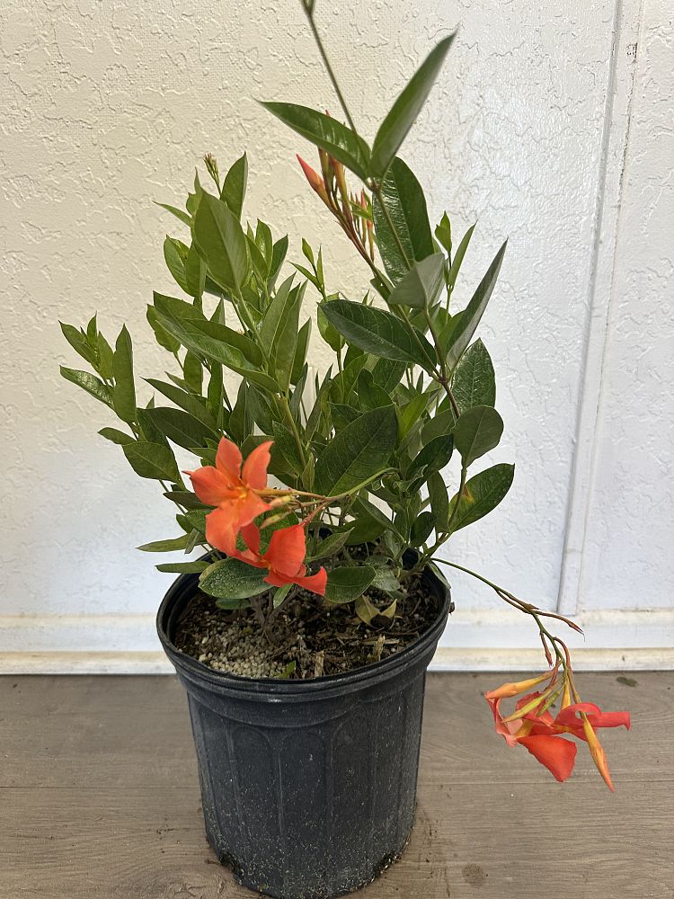 mandevilla-dipladenia